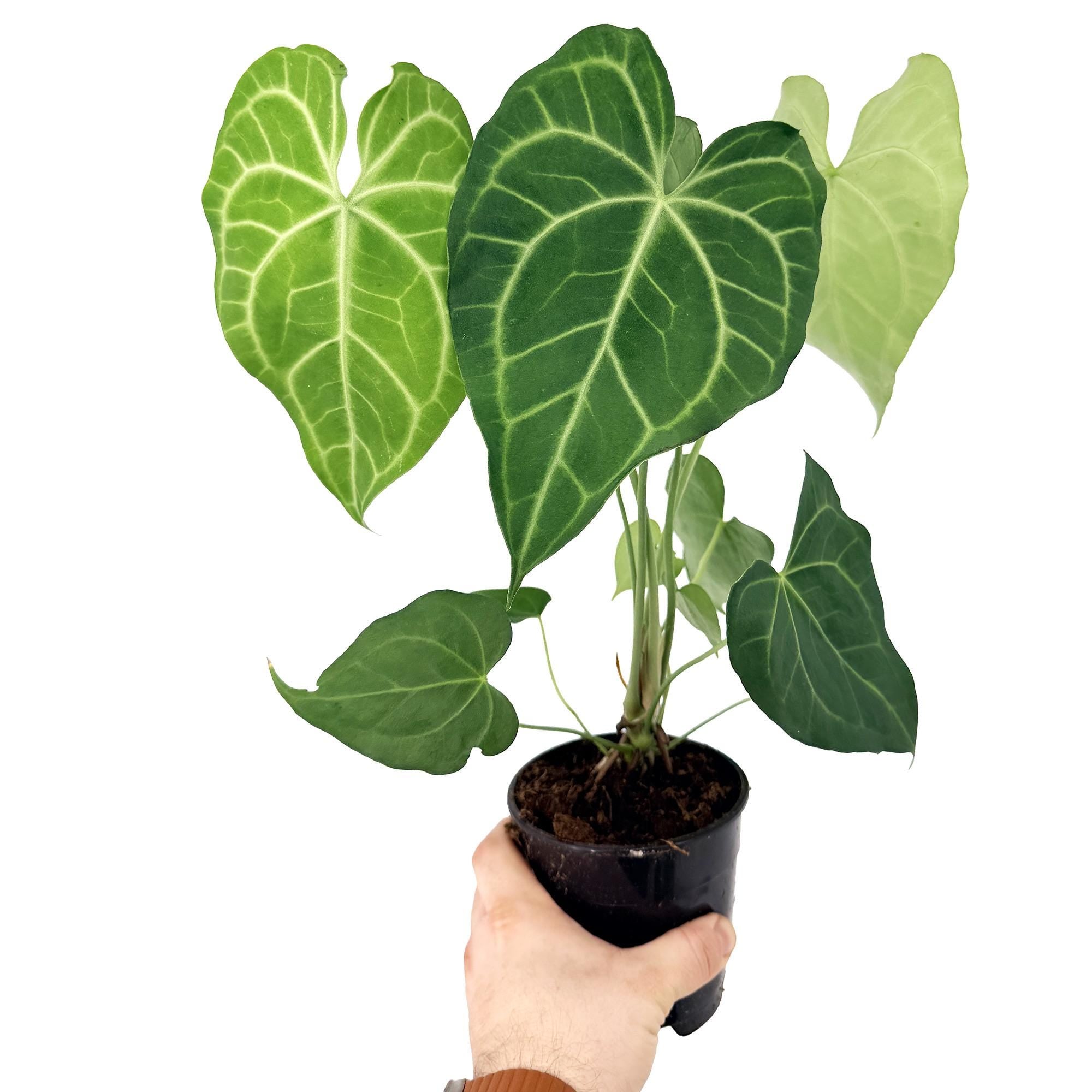 Anthurium clarinervium x sulanjana 'King of Clarinervium'