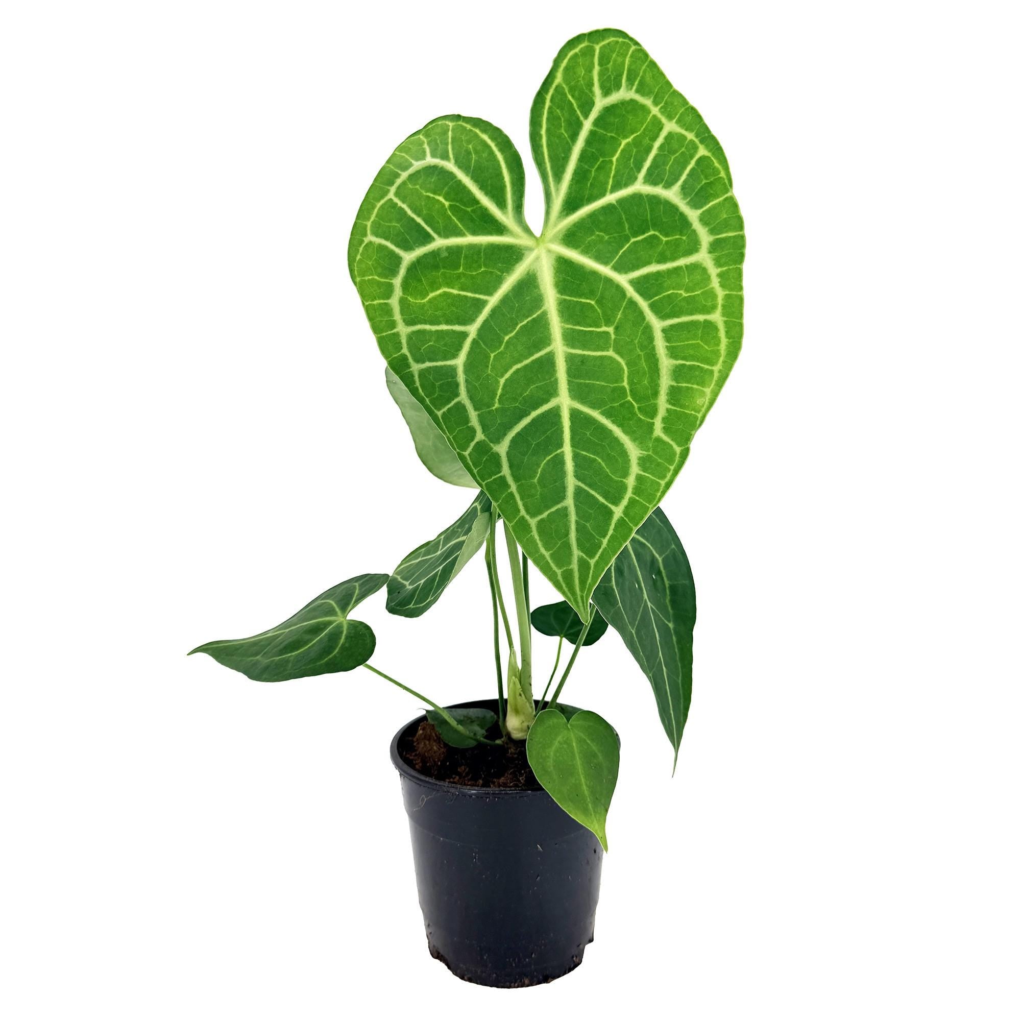 anthurium king clarinervium vs clarinervium Anthurium clarinervium x sulanjana 'King of Clarinervium'