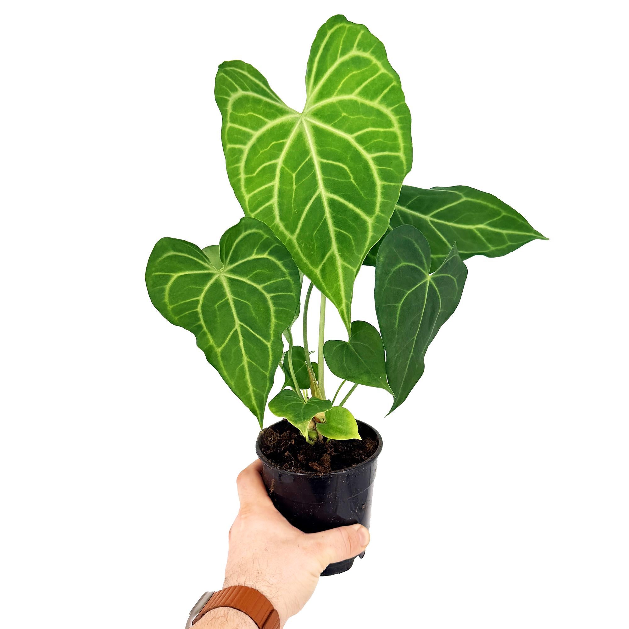 Anthurium clarinervium x sulanjana 'King of Clarinervium'