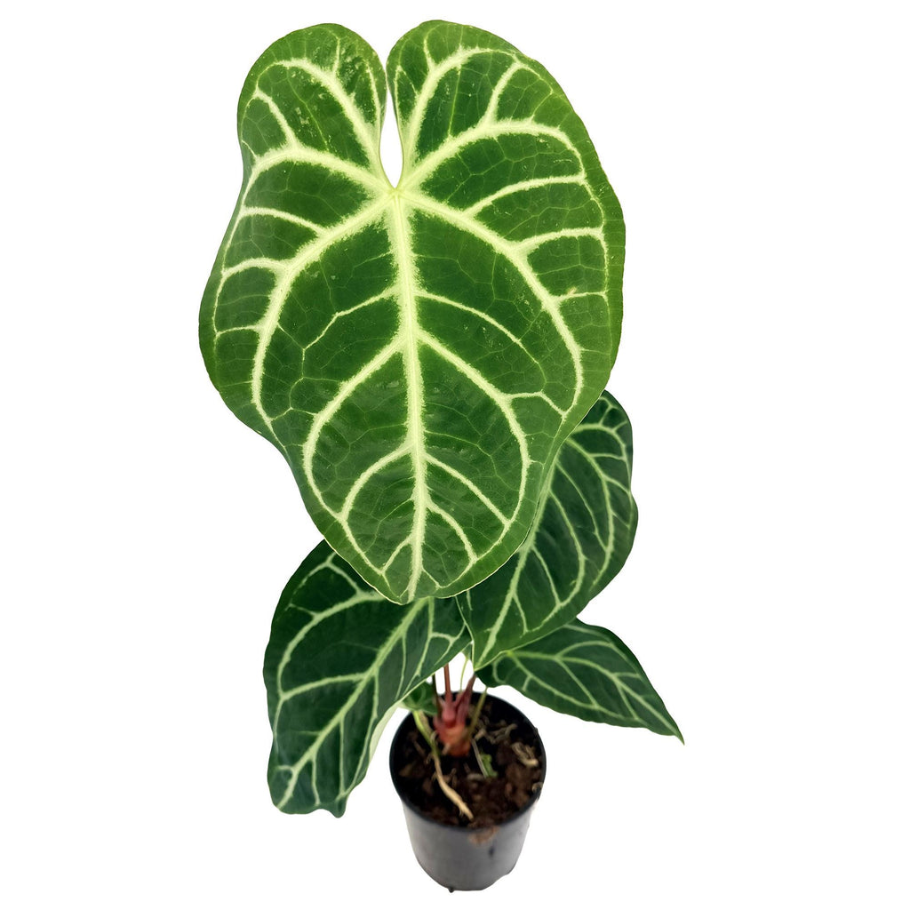 Anthurium regale