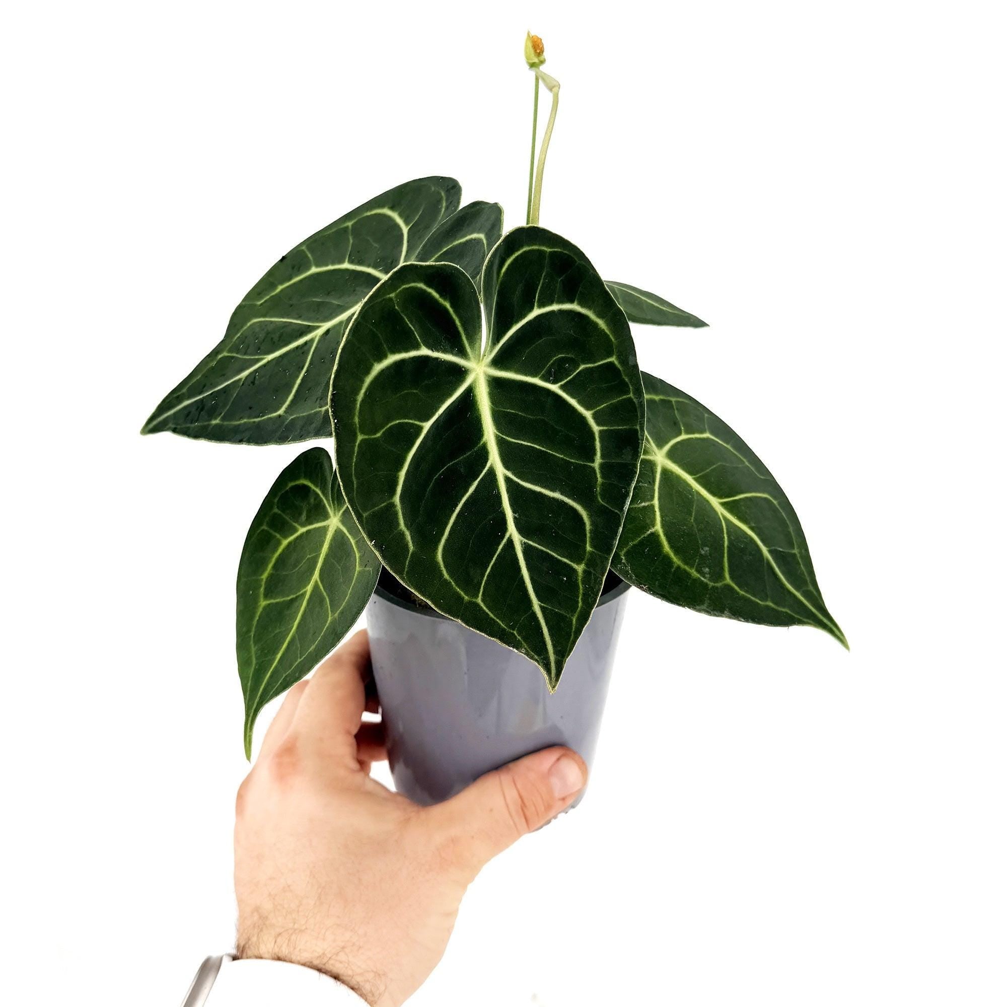 Anthurium clarinervium