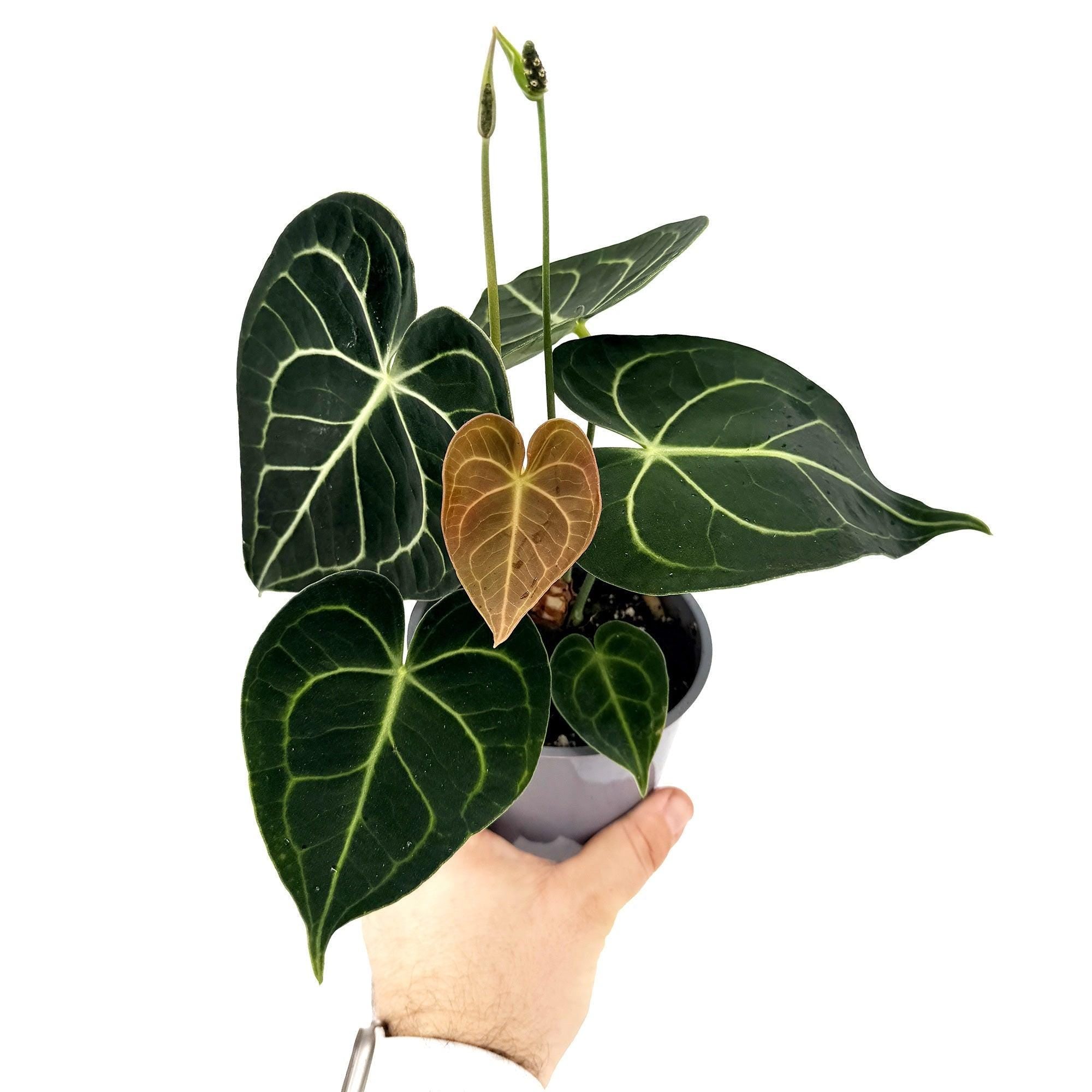 Anthurium clarinervium