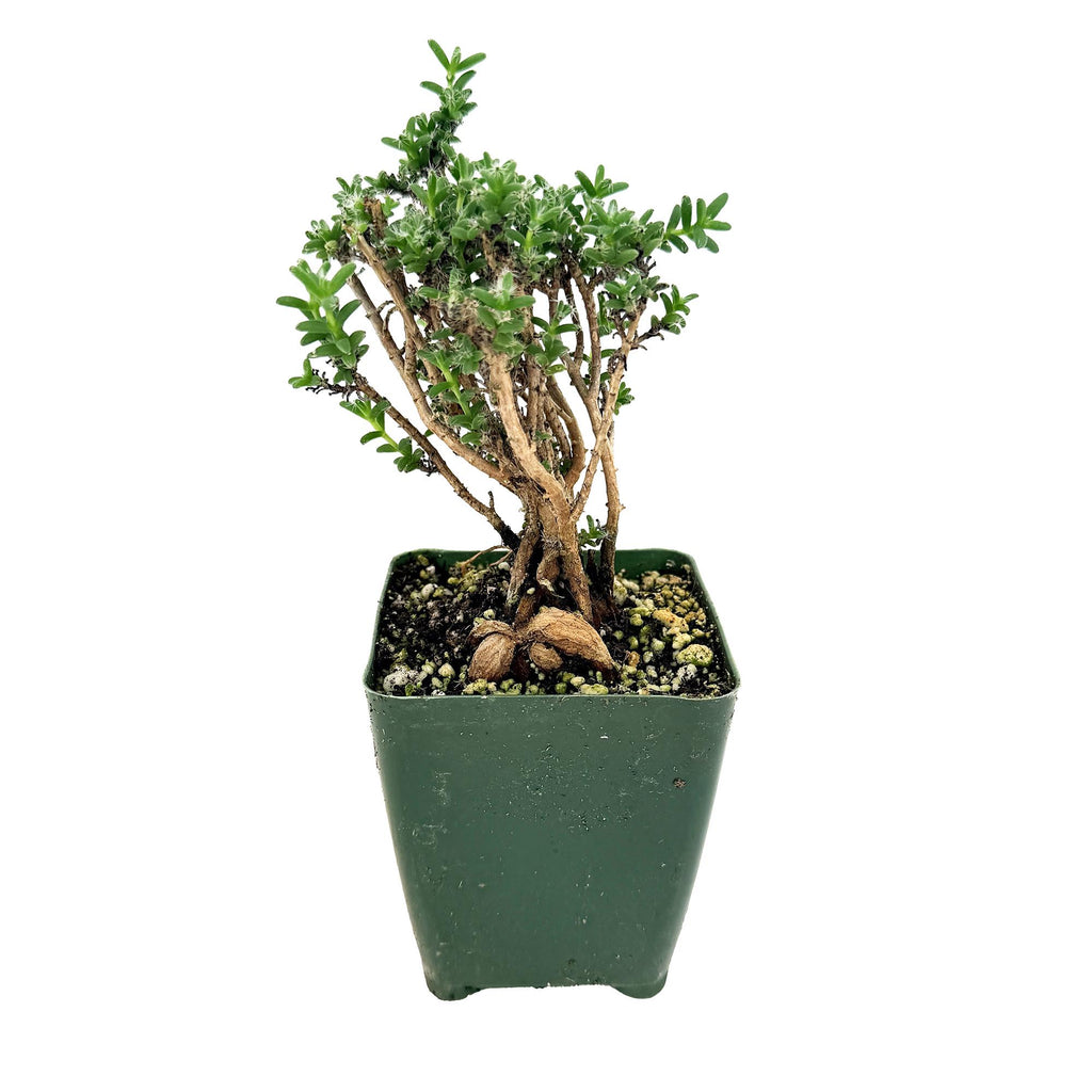 Trichodiadema bulbosum 'African Bonsai'