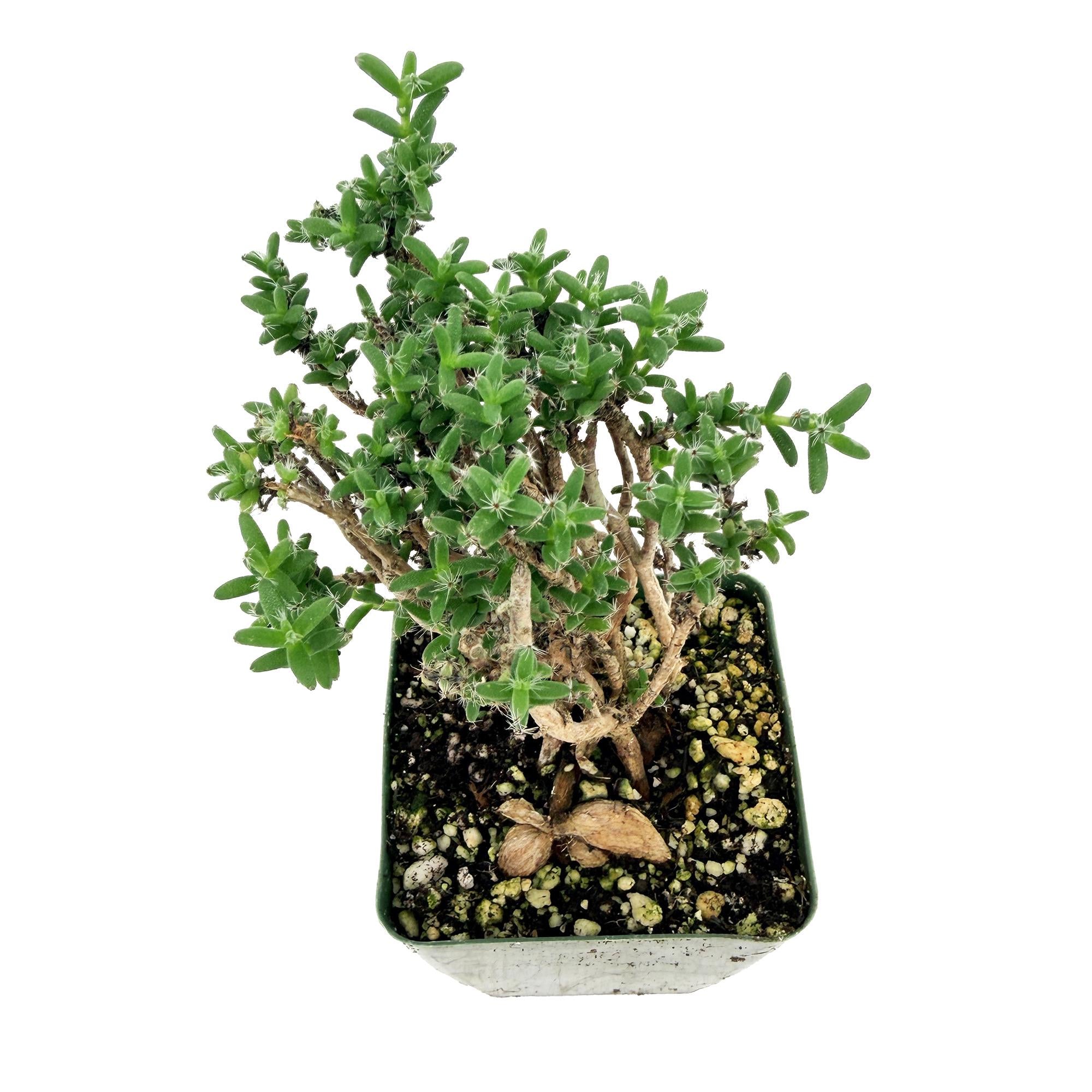 Trichodiadema bulbosum 'African Bonsai'