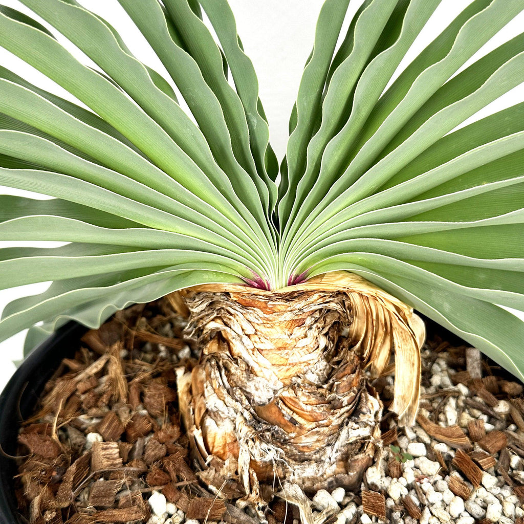 Boophone disticha