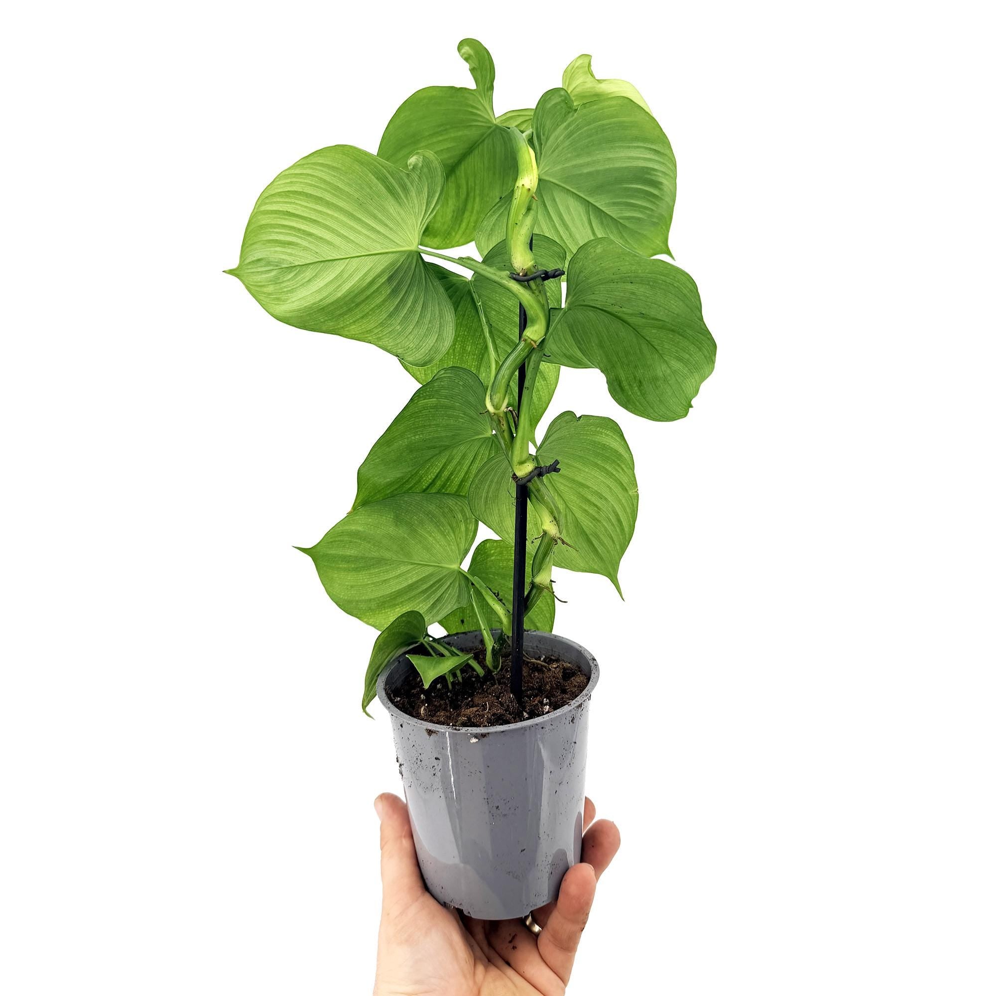 Philodendron fibraecataphyllum