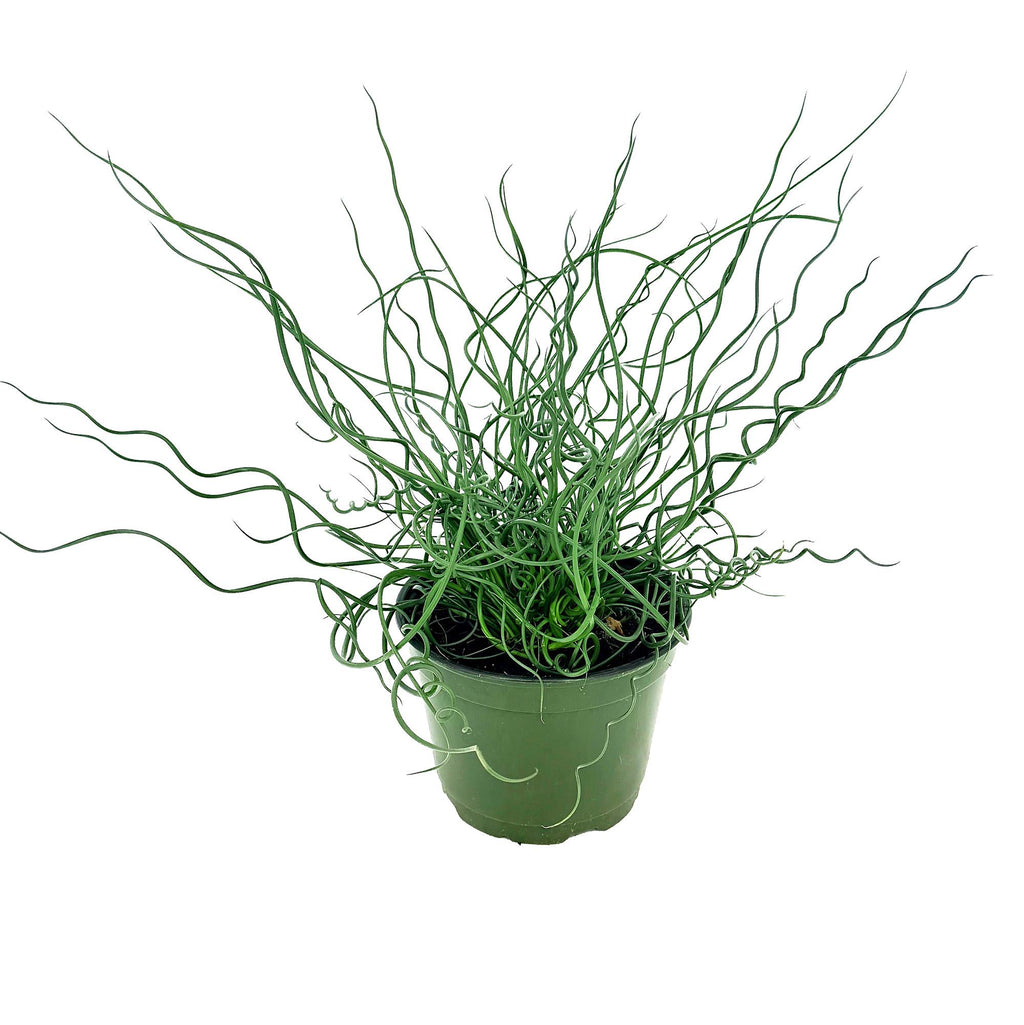 Juncus effusus Spiralis 'Corkscrew Rush Plant'