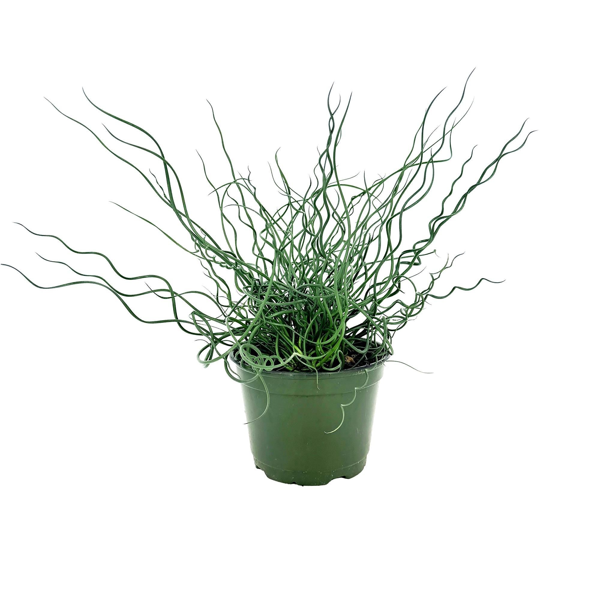 Juncus effusus Spiralis 'Corkscrew Rush Plant'