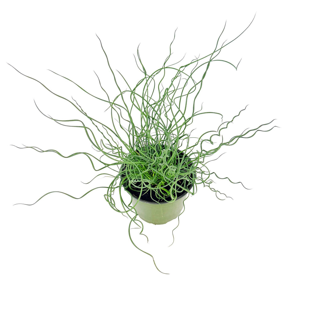 Juncus effusus Spiralis 'Corkscrew Rush Plant'