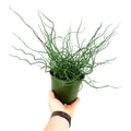 Juncus effusus Spiralis 'Corkscrew Rush Plant'