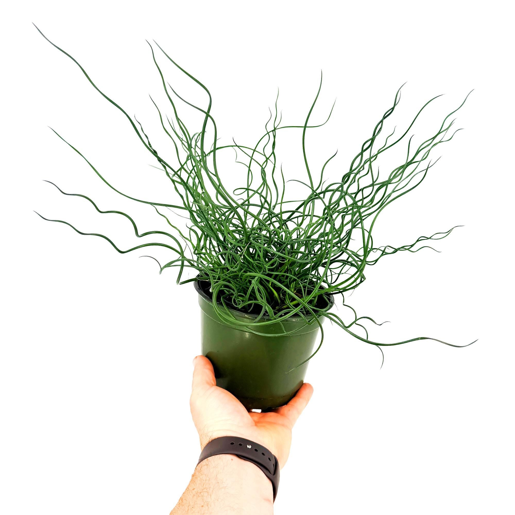 Juncus effusus Spiralis 'Corkscrew Rush Plant'