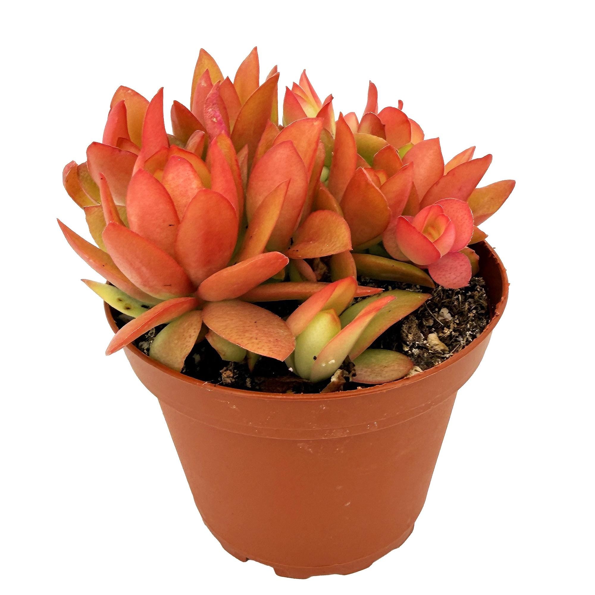 Crassula capitella ‘Campfire’