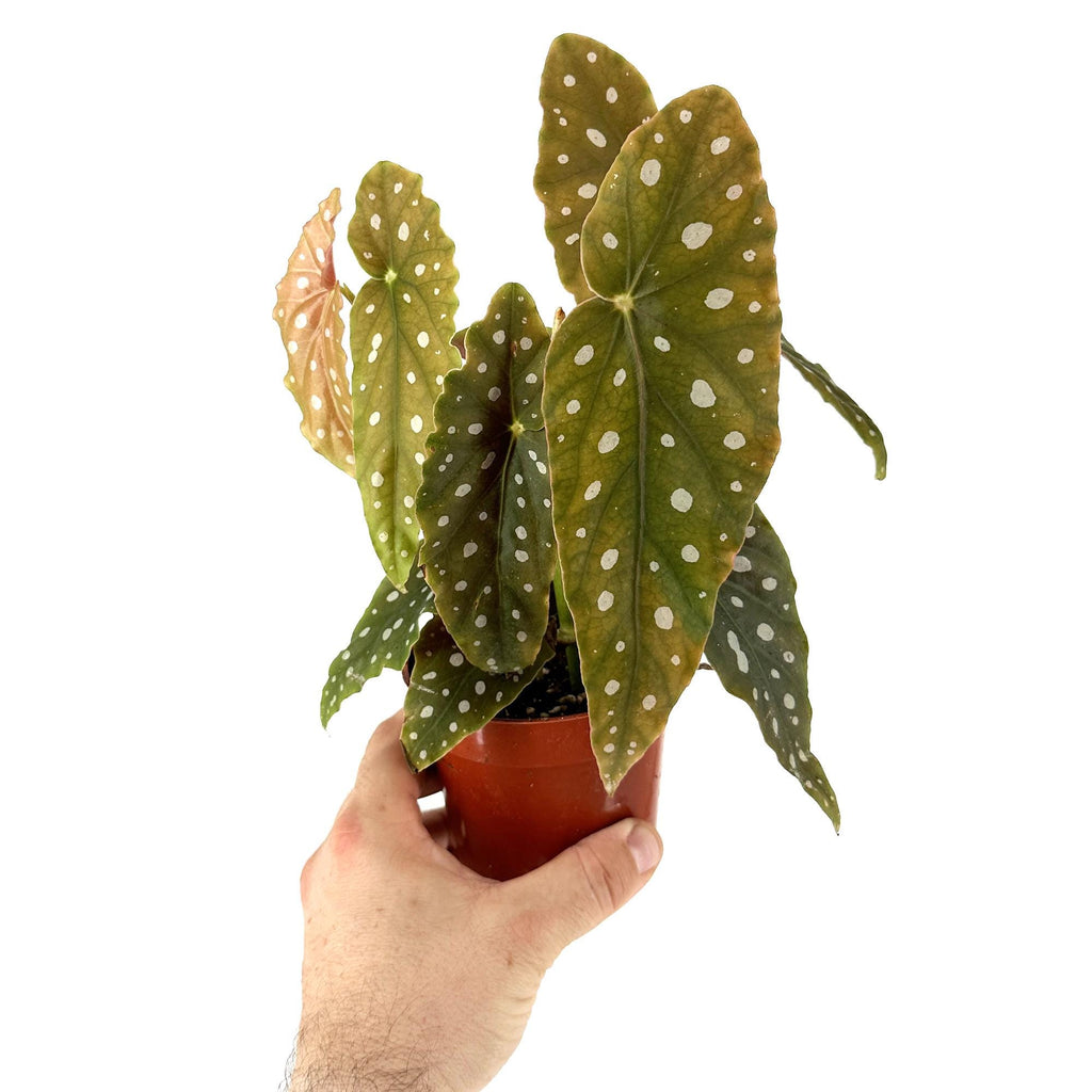 Begonia maculata 'Polka Dot Begonia'