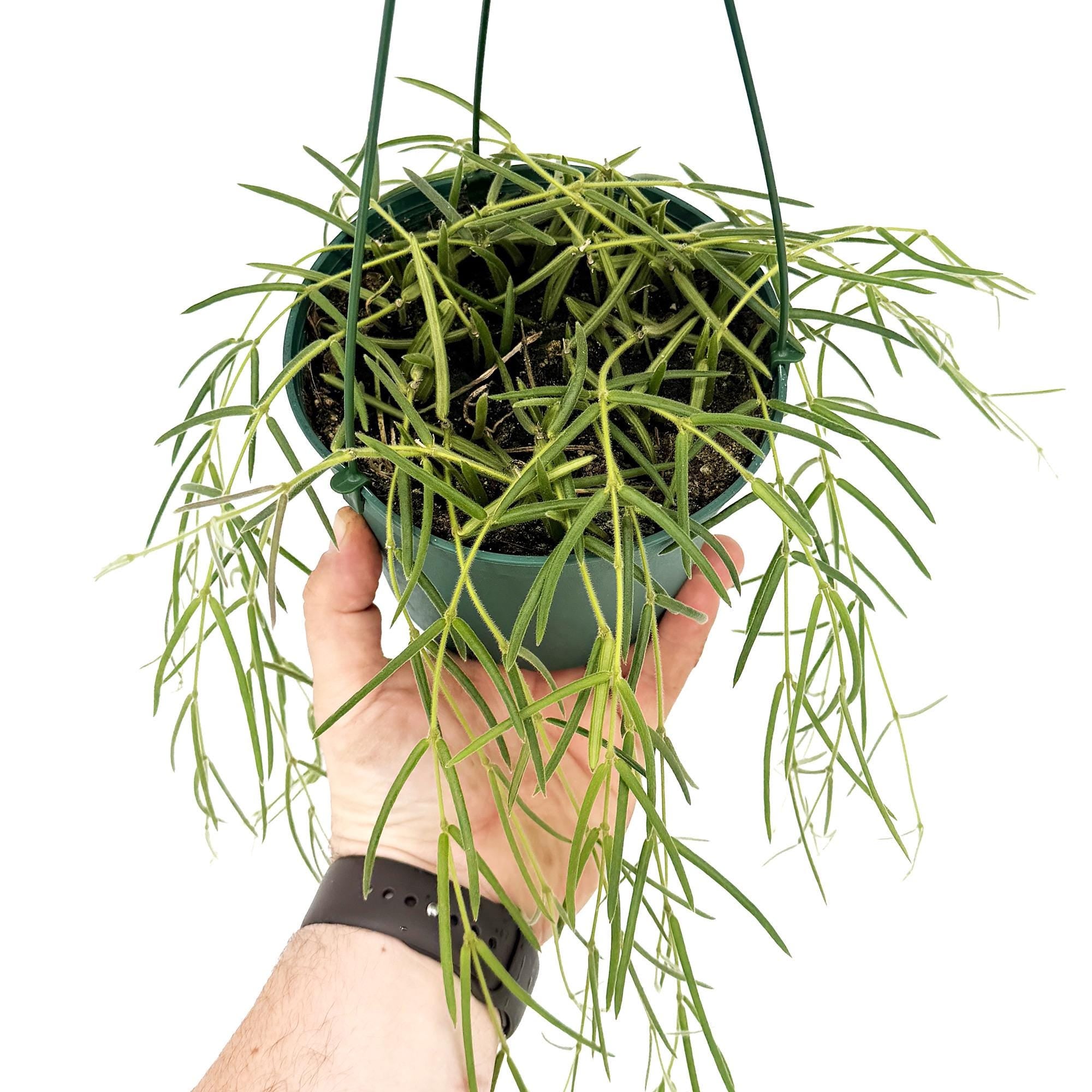 Hoya linearis