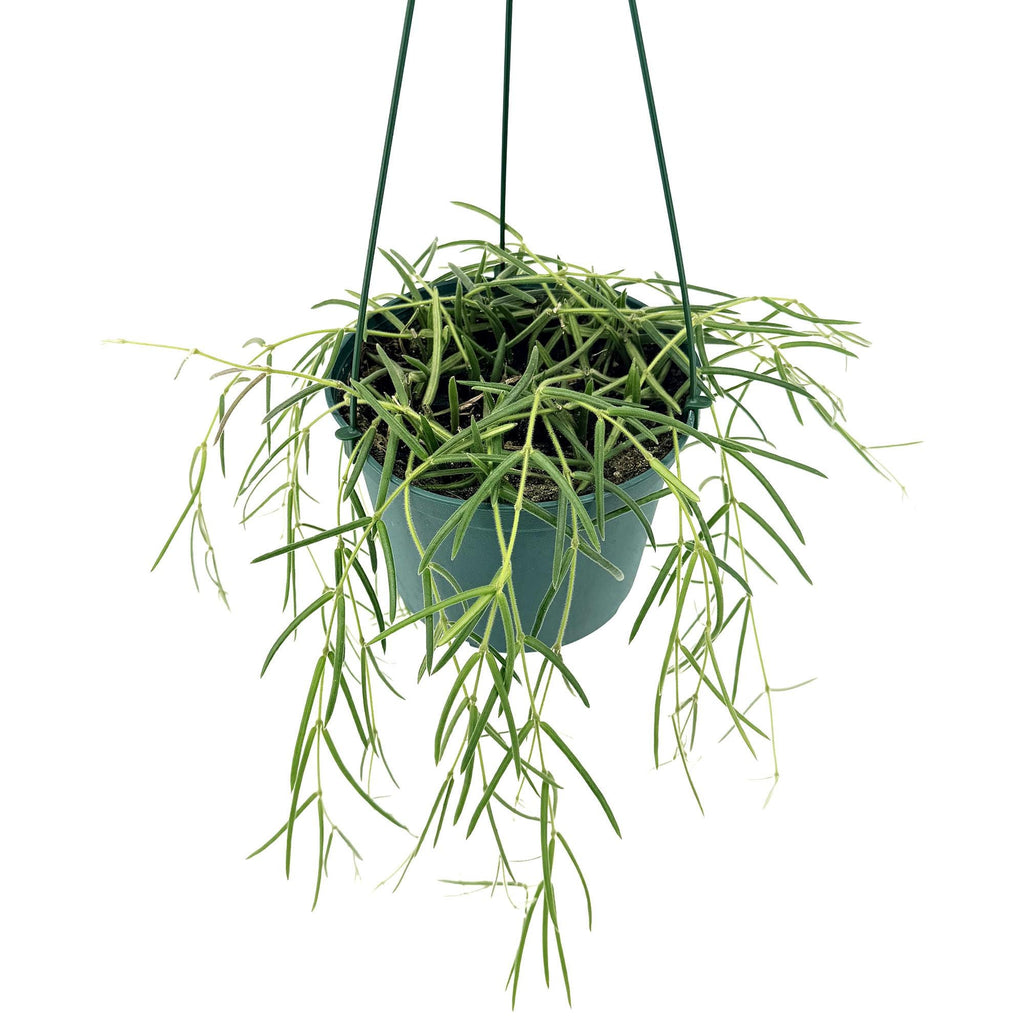 Hoya linearis