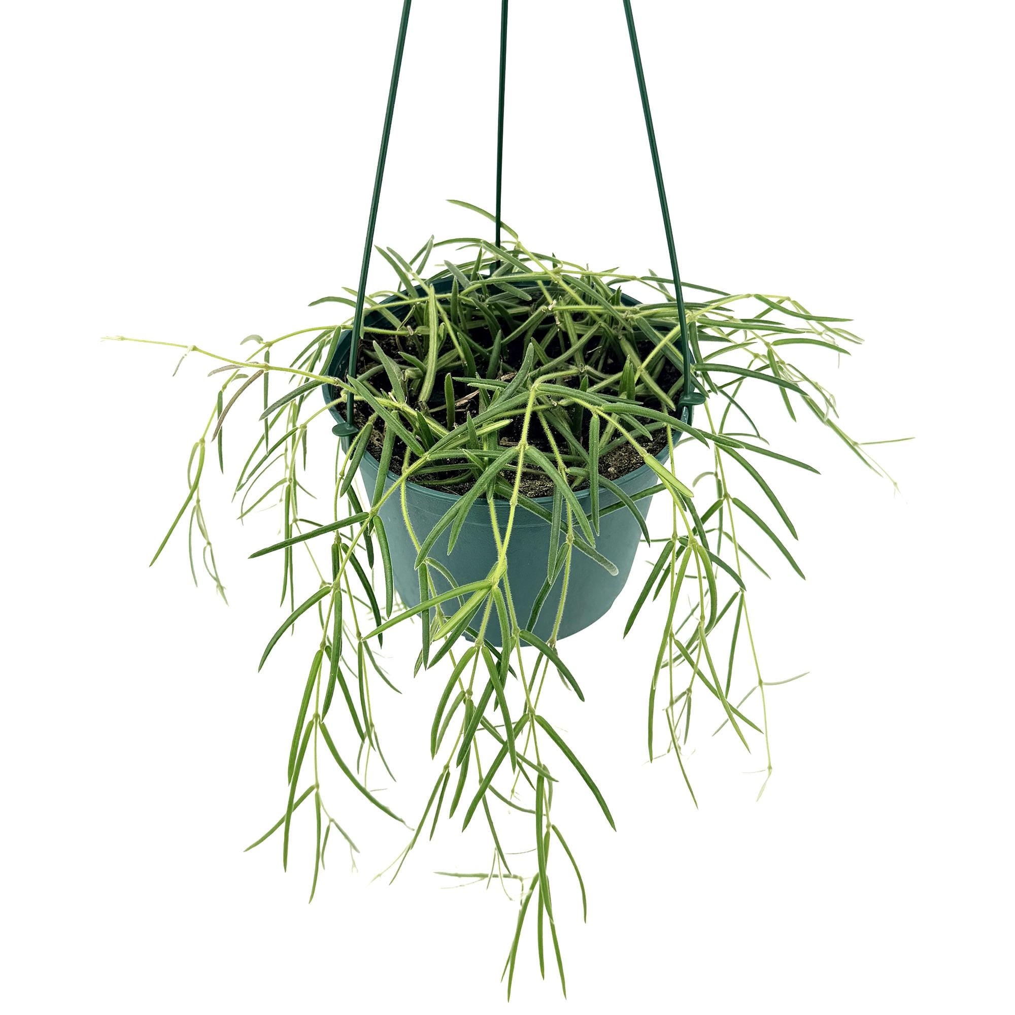 Hoya linearis