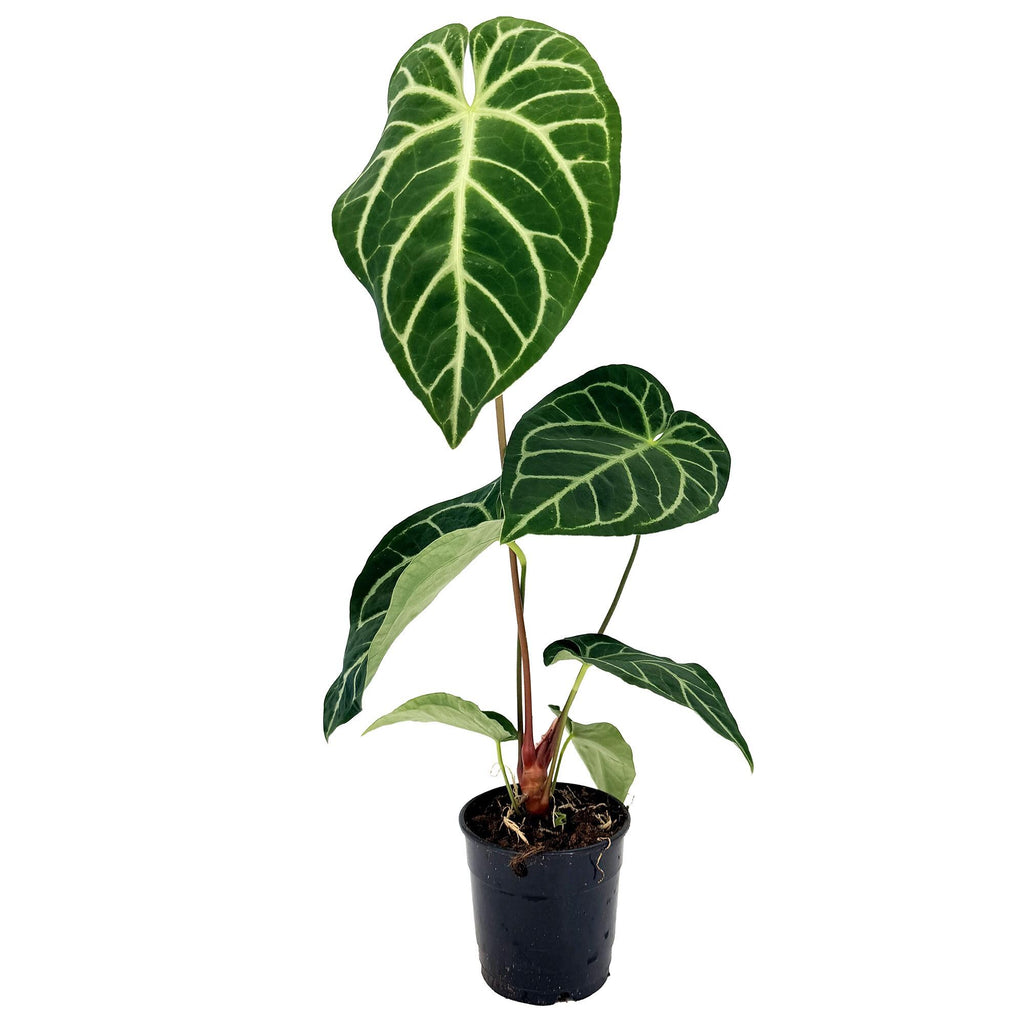 Anthurium regale