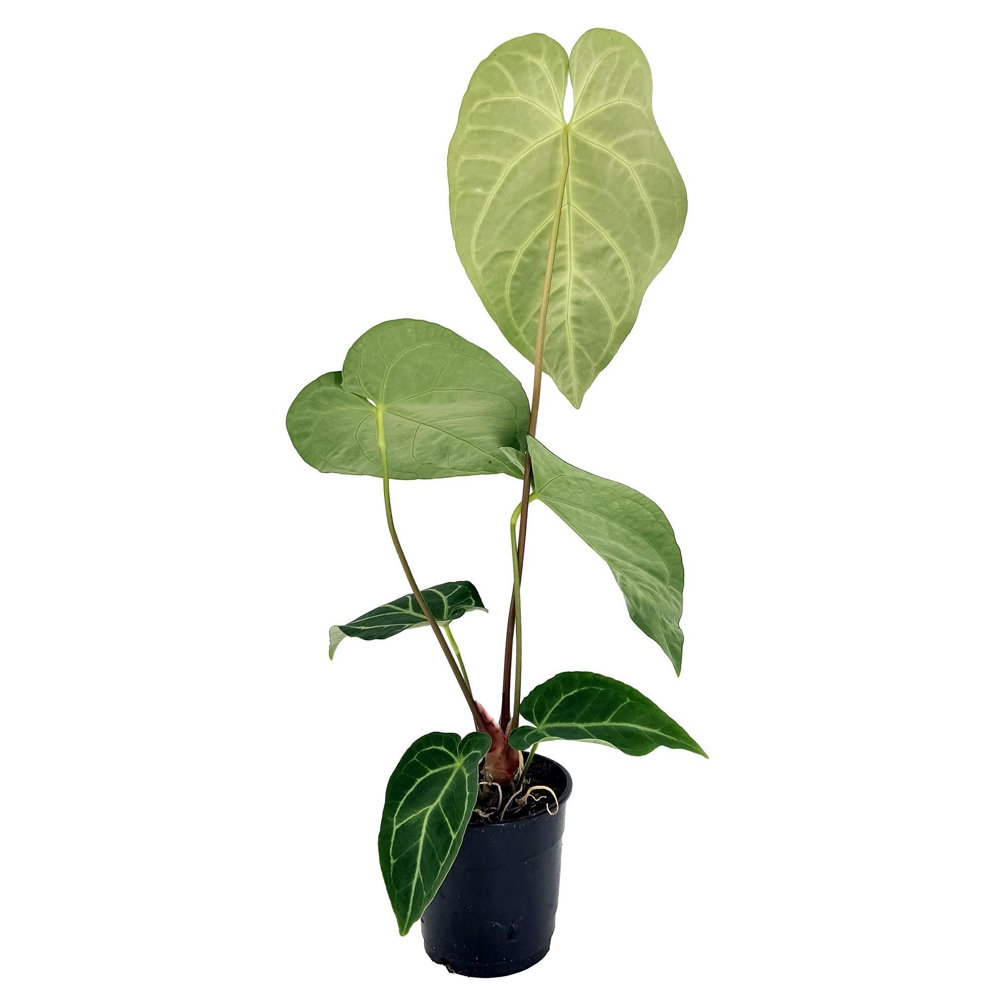 Anthurium regale
