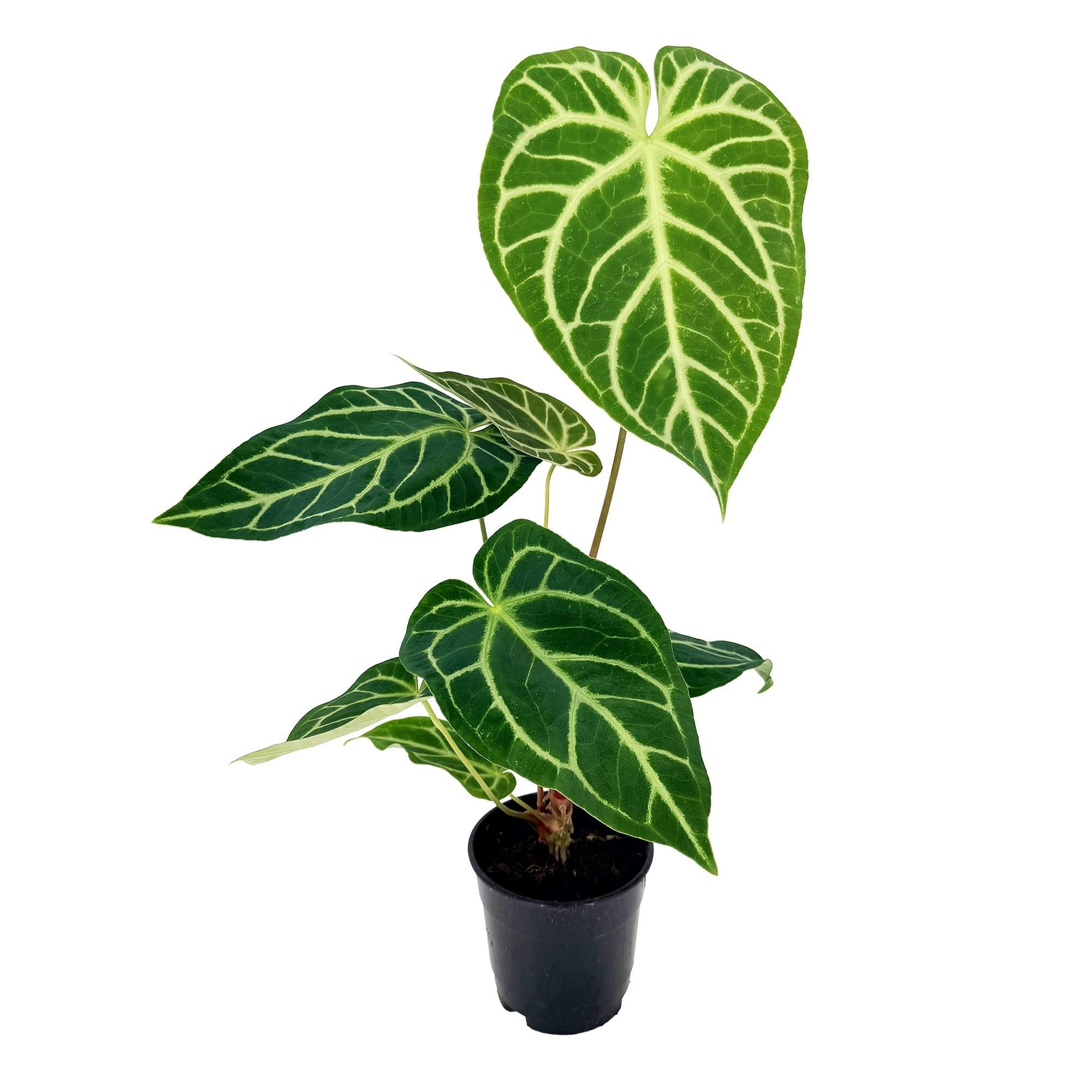 Anthurium regale