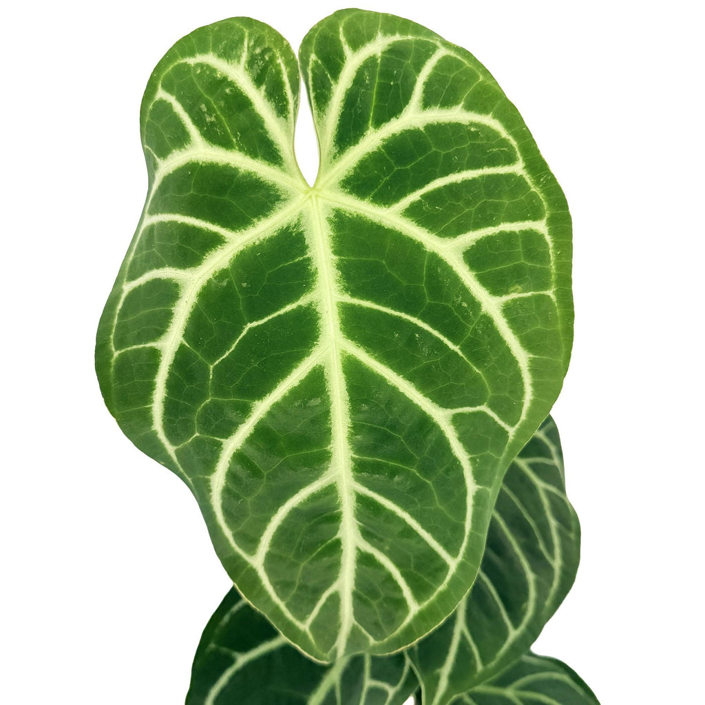 Anthurium regale