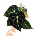 Anthurium clarinervium