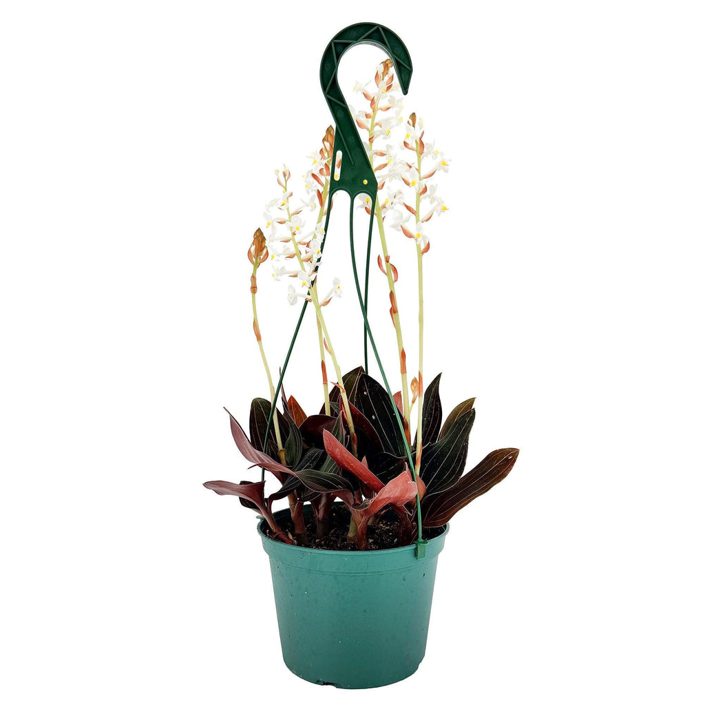Ludisia discolor ‘Black Jewel Orchid'