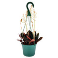 Ludisia discolor ‘Black Jewel Orchid'