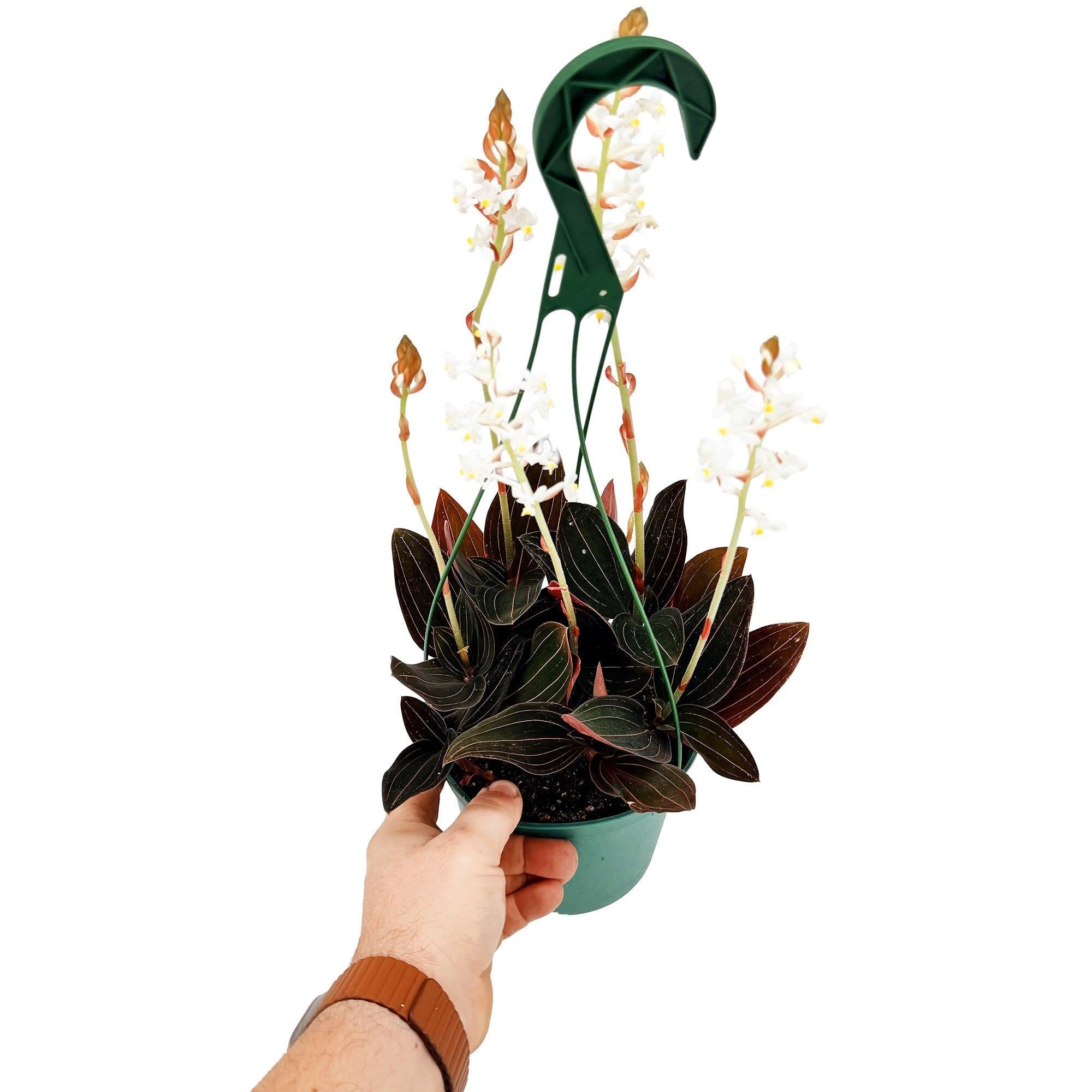 Ludisia discolor ‘Black Jewel Orchid'