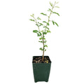 Acacia arabica 'Gum Arabic'