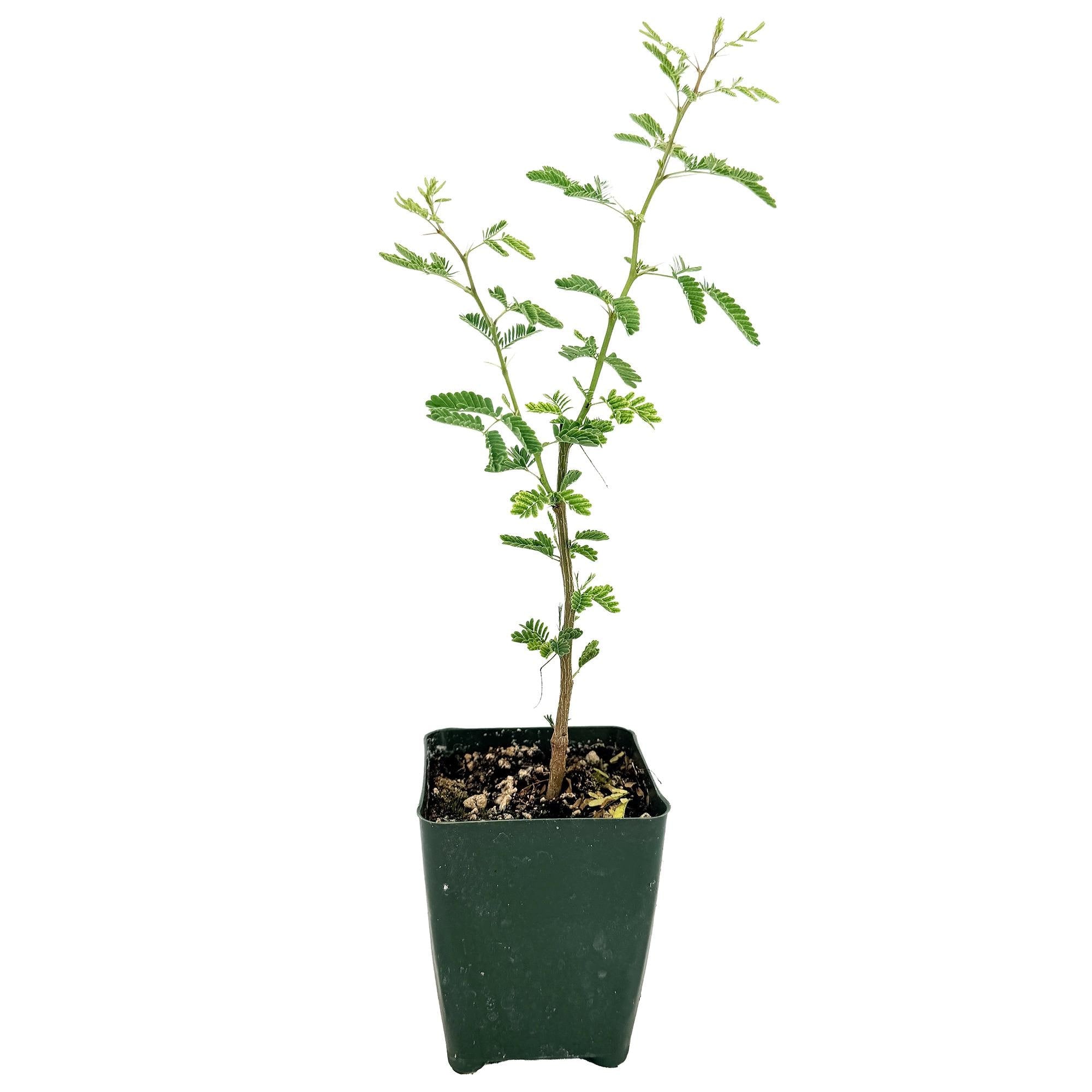 Acacia arabica 'Gum Arabic'
