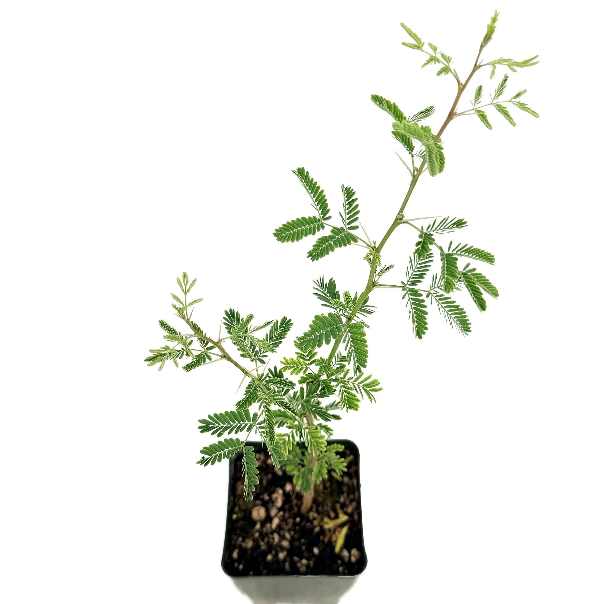 Acacia arabica 'Gum Arabic'