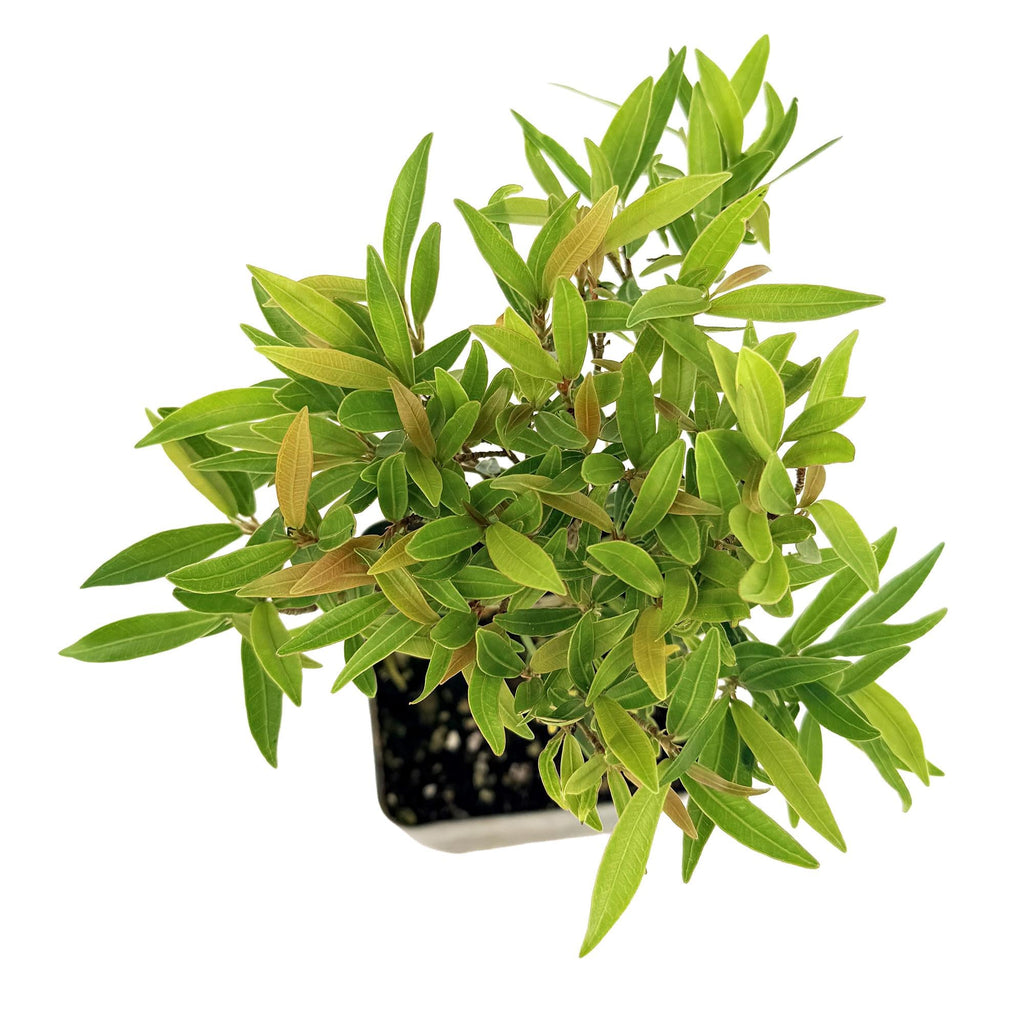 Ficus neriifolia 'Willow Leaf Fig'