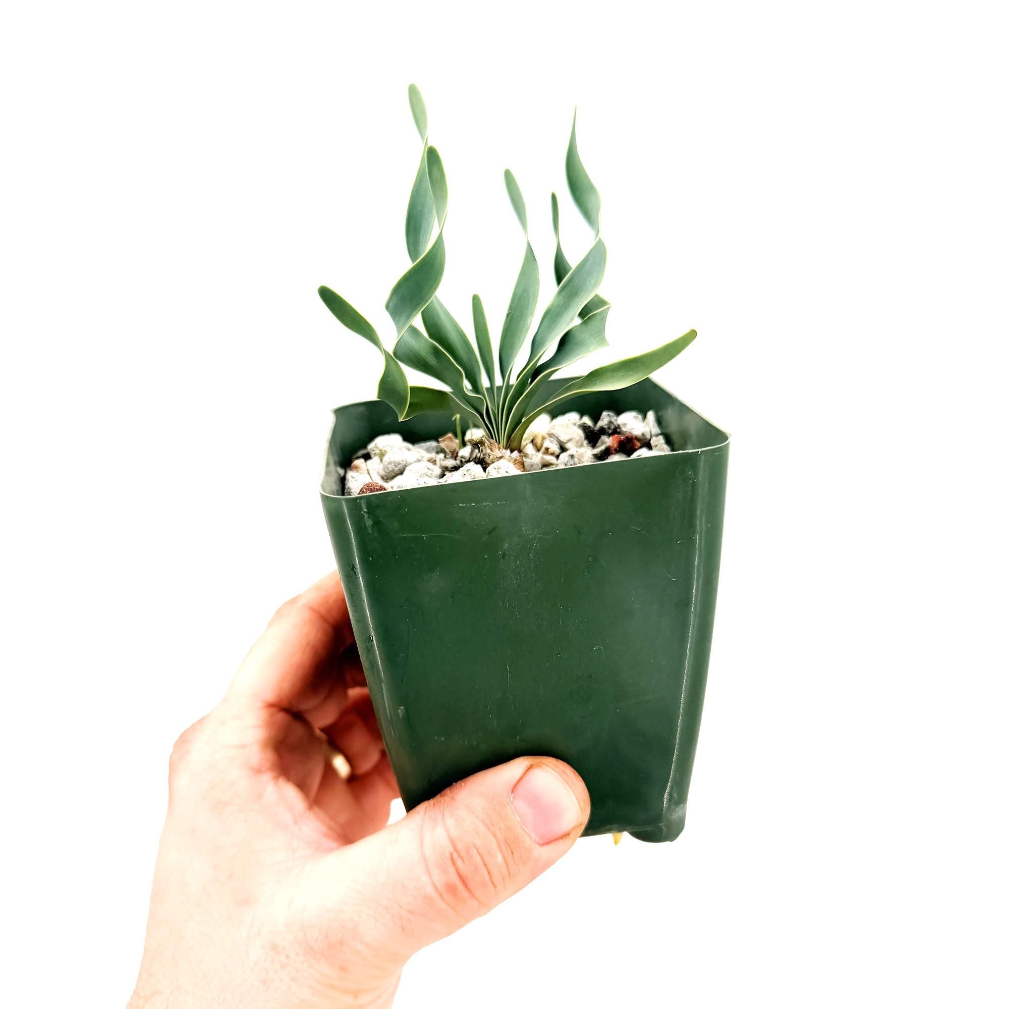 Boophone disticha