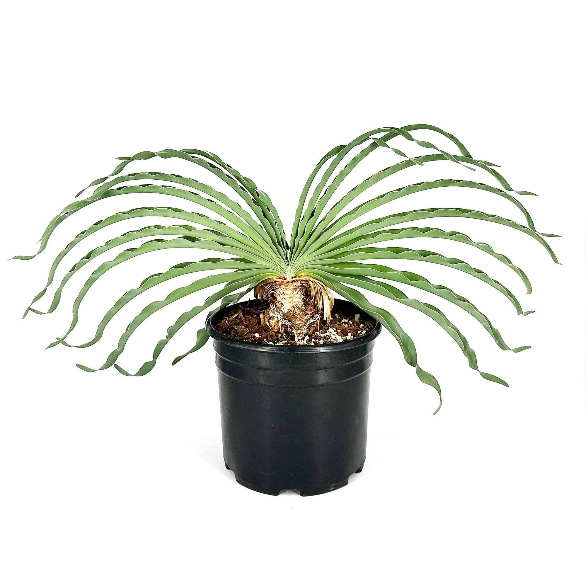 Boophone disticha