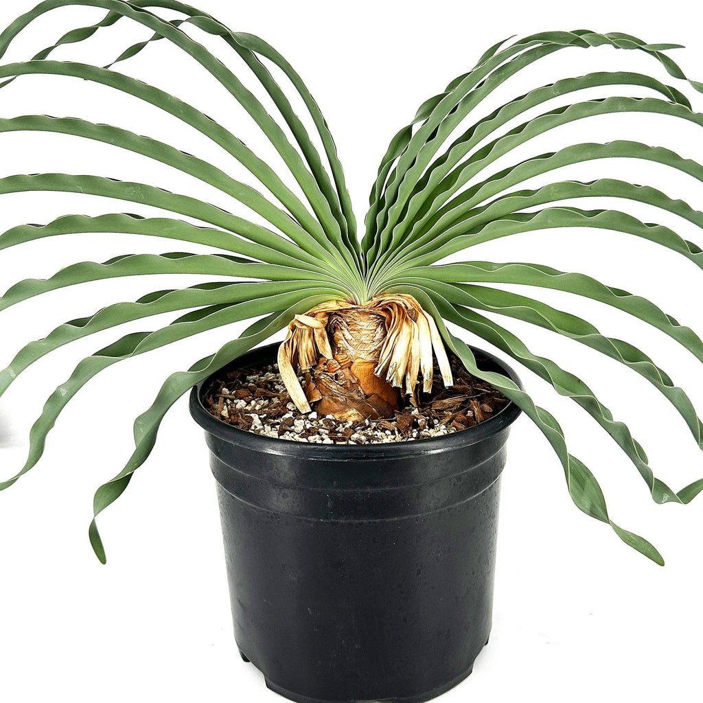 Boophone disticha