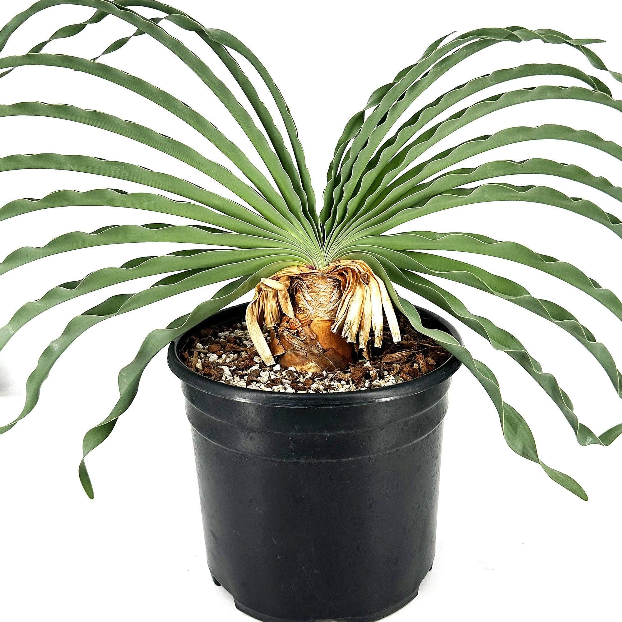 Boophone disticha