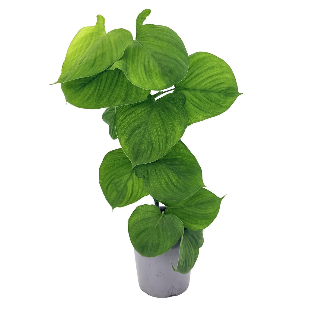 Philodendron fibraecataphyllum