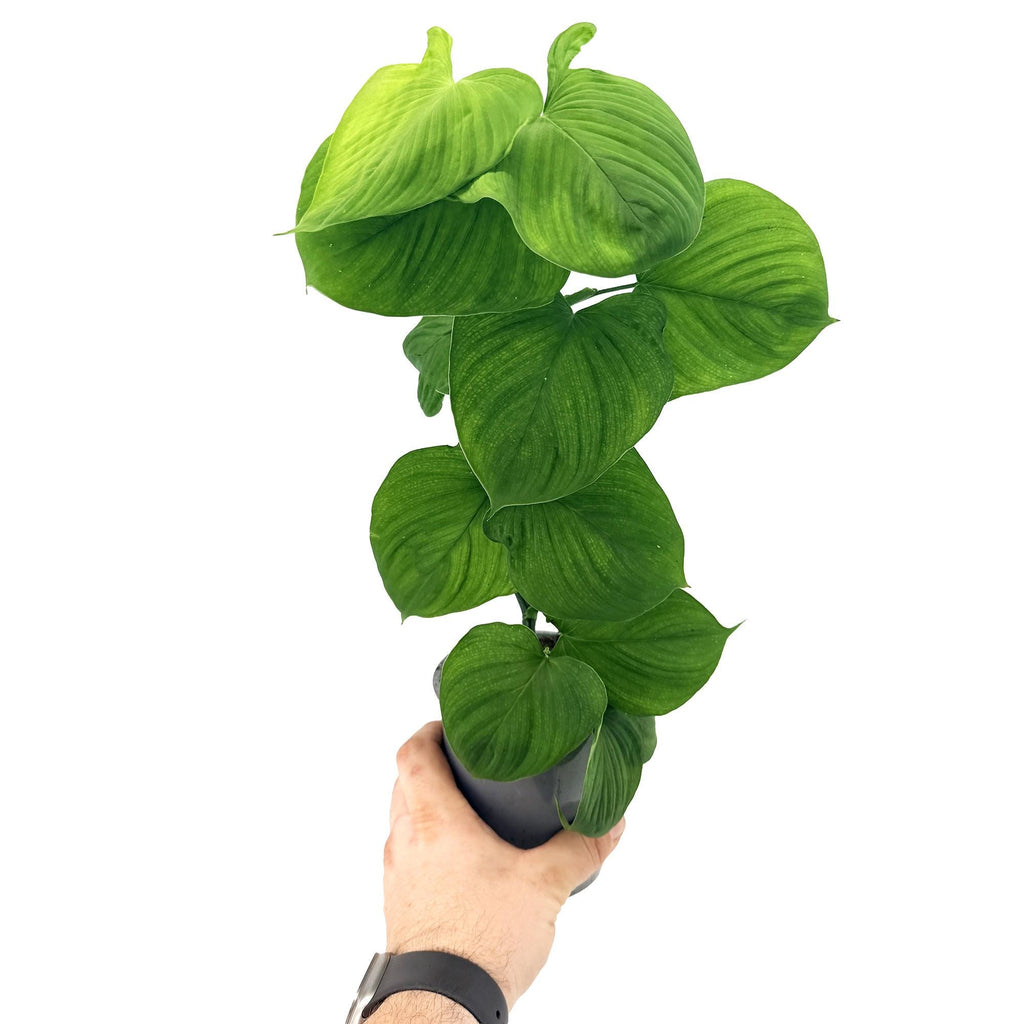Philodendron fibraecataphyllum