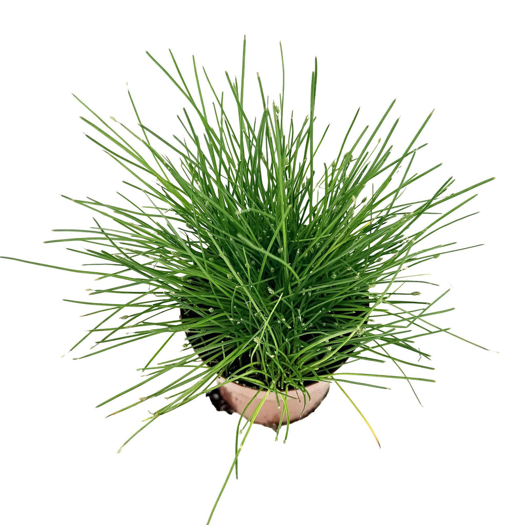 Eleocharis radicans 'Bonsai Grass'