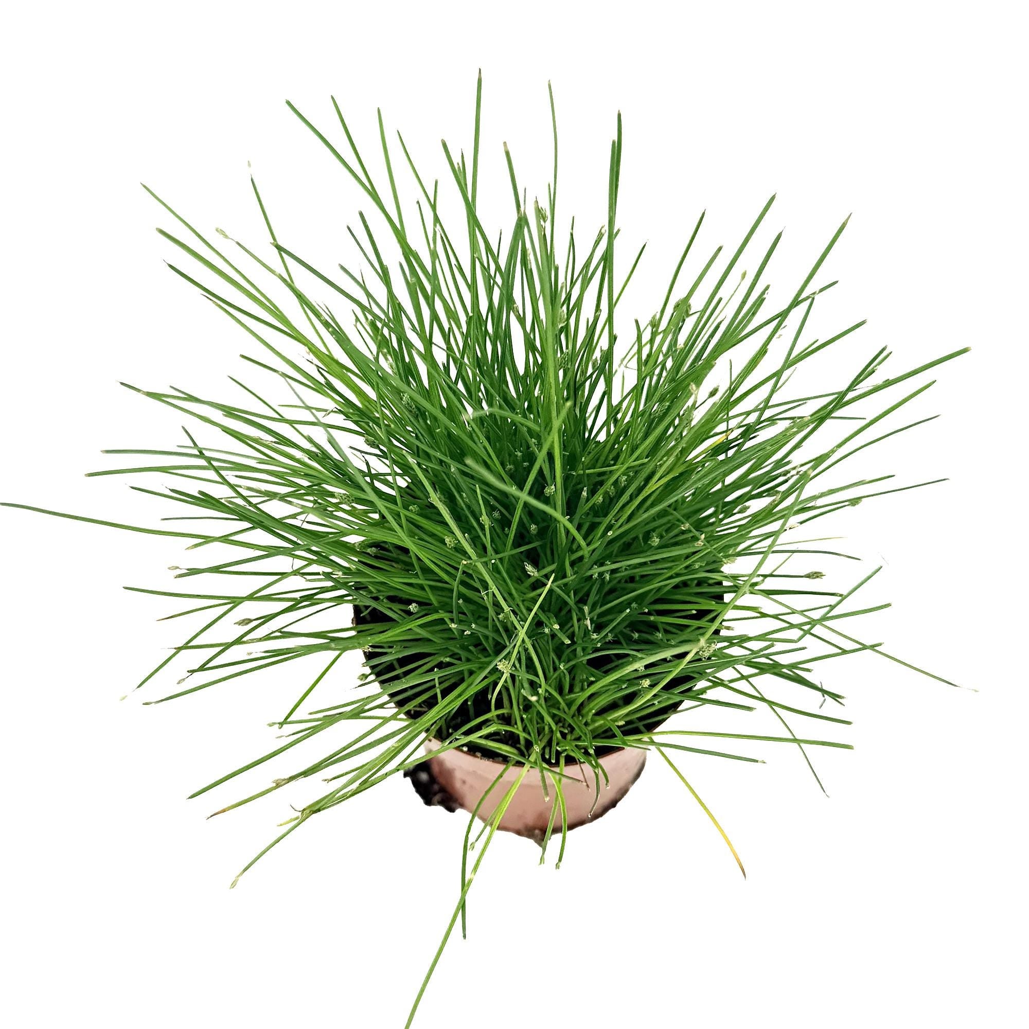 Eleocharis radicans 'Bonsai Grass'