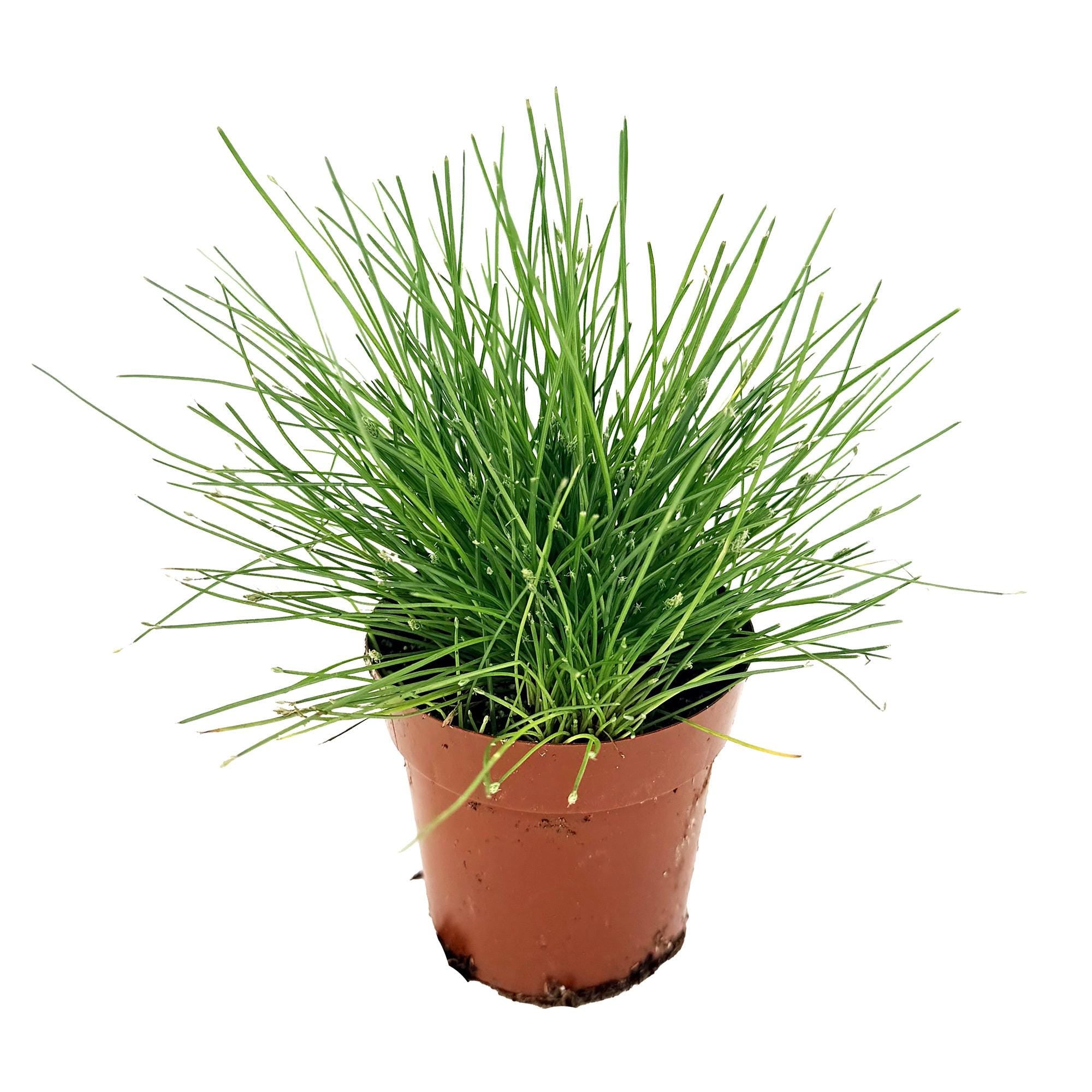 Eleocharis radicans 'Bonsai Grass'