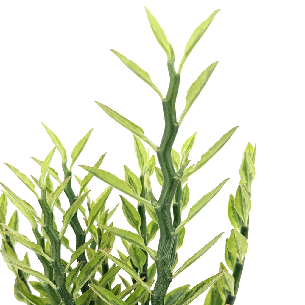 Euphorbia tithymaloides variegata 'Devil’s Backbone'