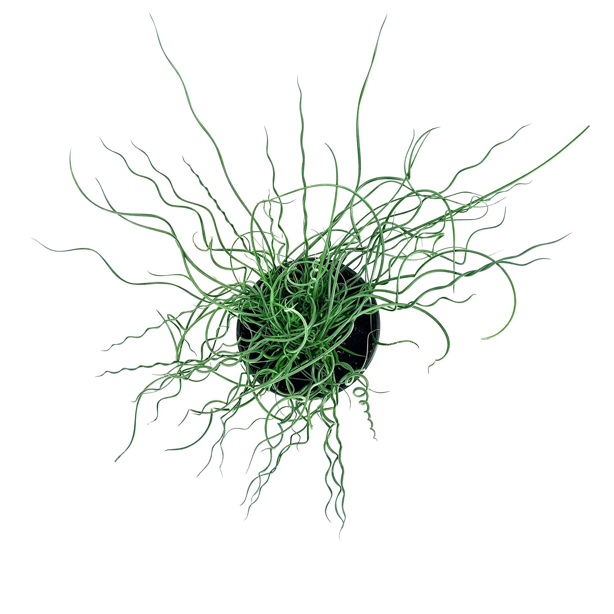 Juncus effusus Spiralis 'Corkscrew Rush Plant'