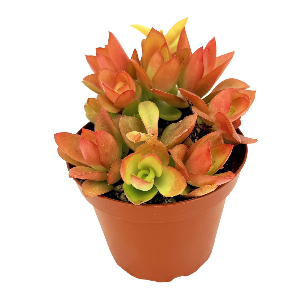Crassula capitella ‘Campfire’