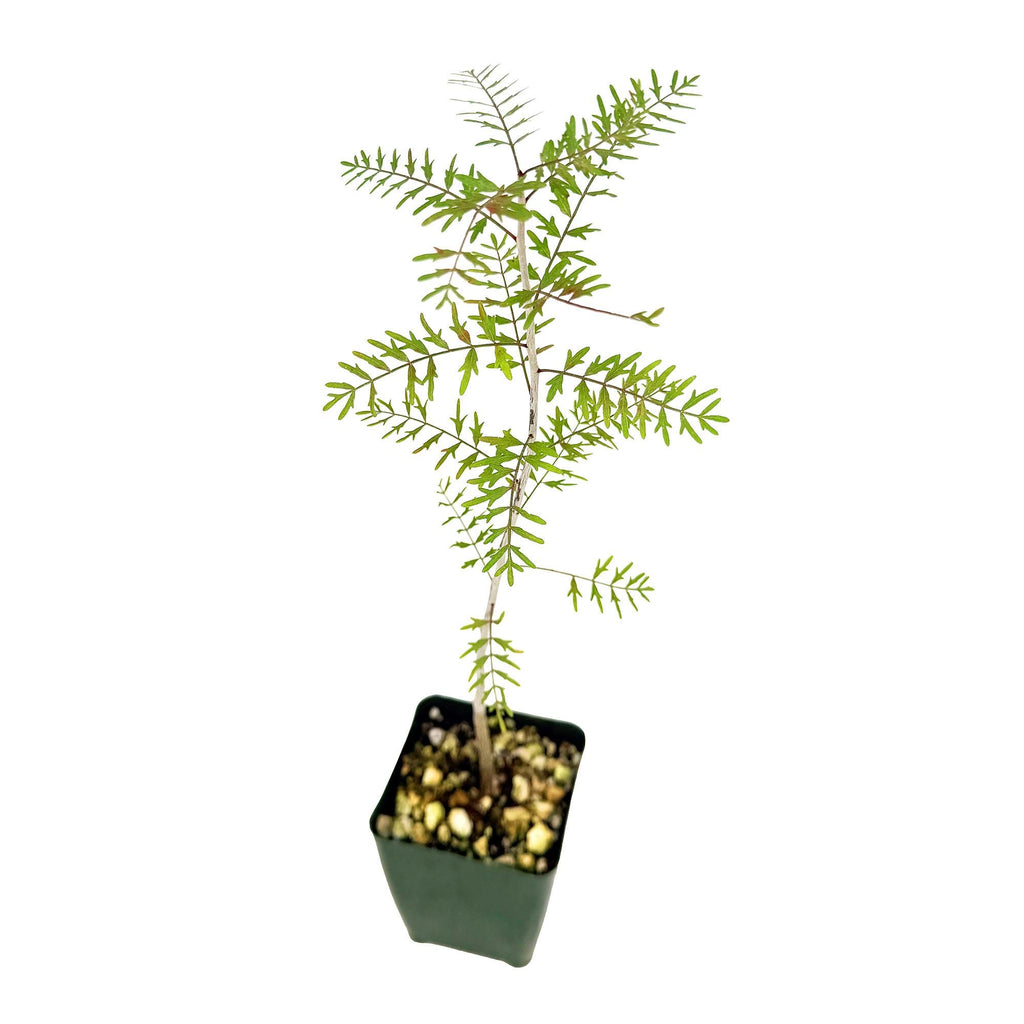 Bursera microphylla 'Elephant Tree'