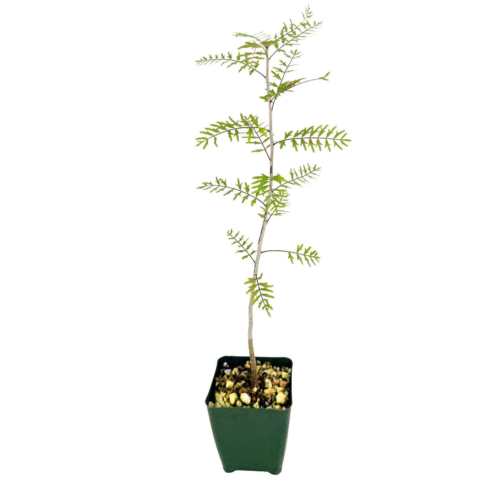 Bursera microphylla 'Elephant Tree'