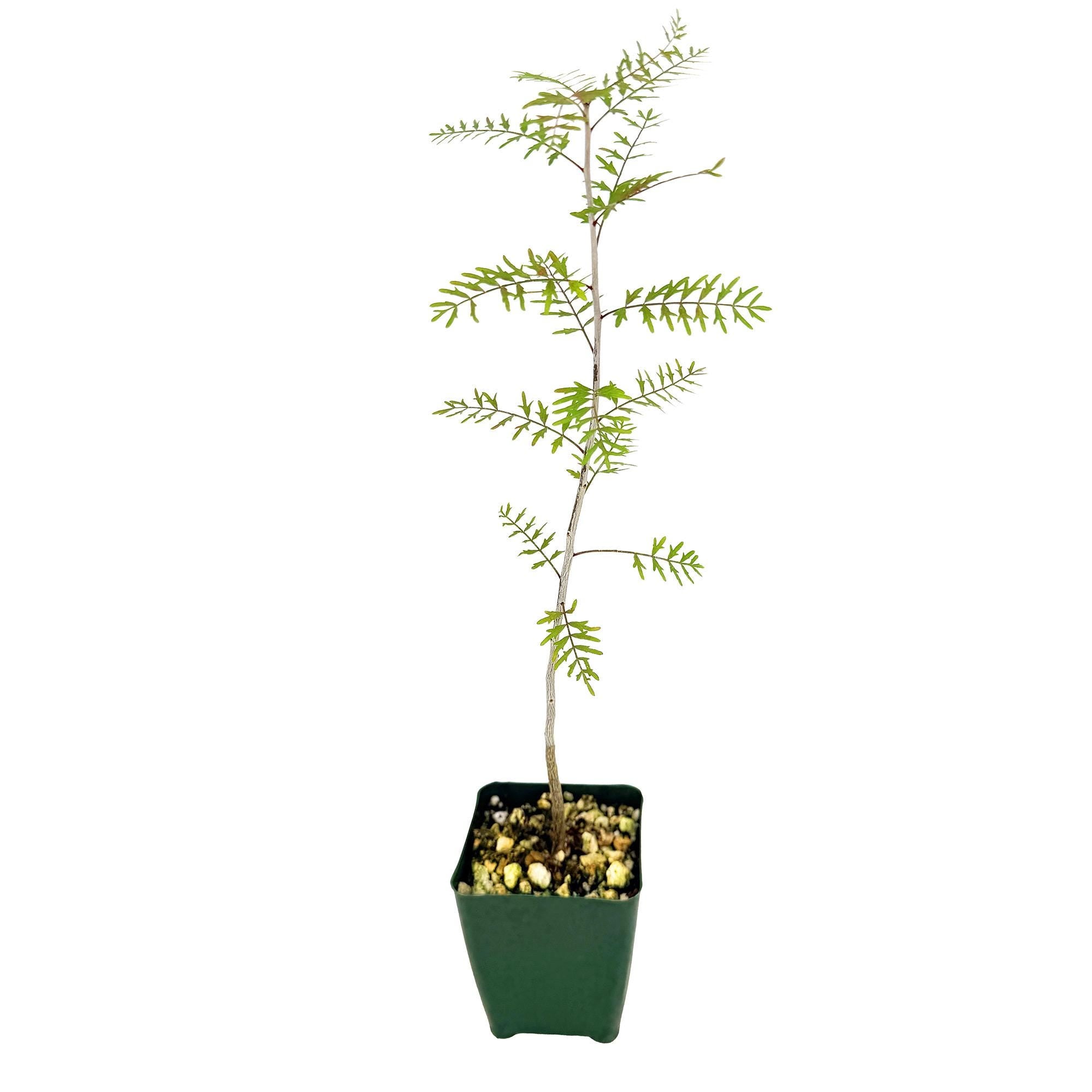 Bursera microphylla 'Elephant Tree'