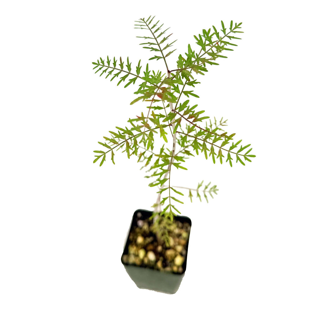 Bursera microphylla 'Elephant Tree'