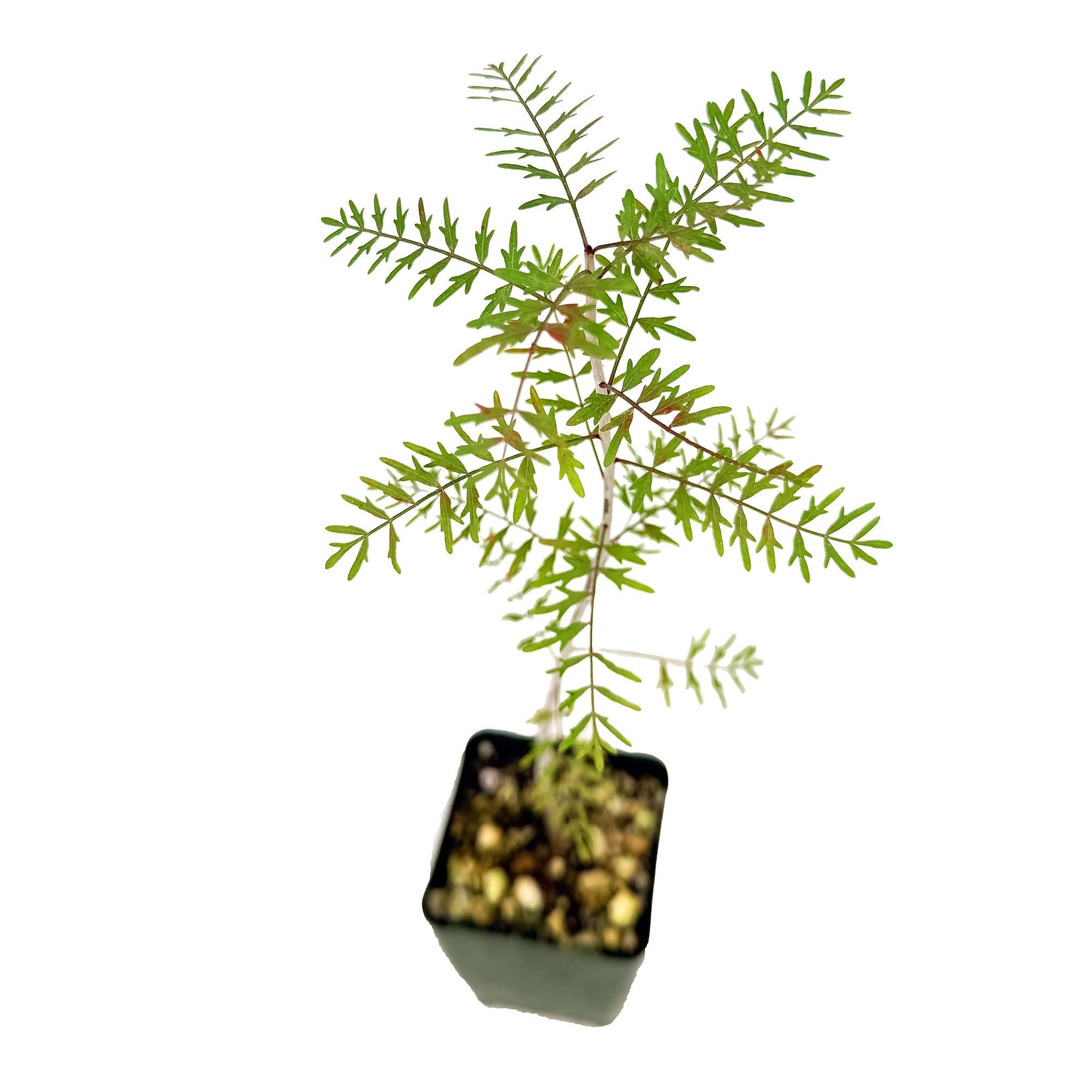 Bursera microphylla 'Elephant Tree'