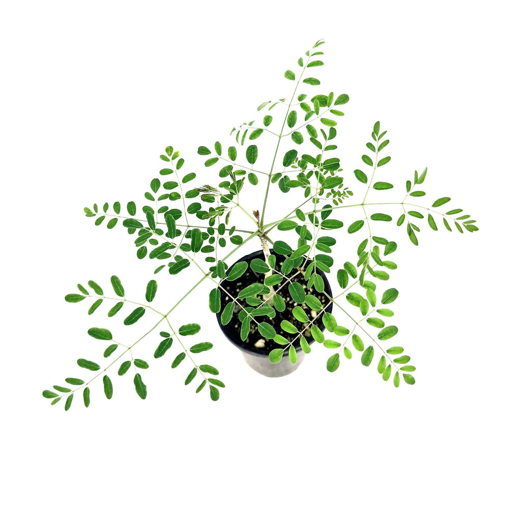 Moringa hildebrandtii 'Madagascar Bottle Tree'